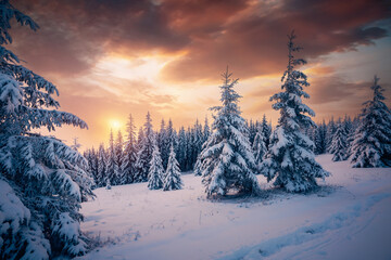 Awesome winter landscape with spruces covered in snow.
