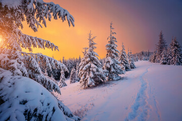 Spectacular winter sunset in the mountains with frosty fir trees.