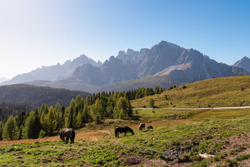 Herd of wild horses grazing on alpine meadow with scenic view of Sextner Rotwand, Sexten Dolomites, South Tyrol. Idyllic landscape on Klammbachalm (Malga Klammbach) in Italian Alps. Serene atmosphere - obrazy, fototapety, plakaty