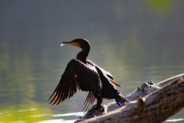 cormorano