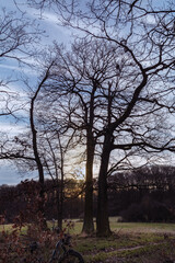 Obraz premium Feldrand Wolken zur Abendsonne mit Bäumen