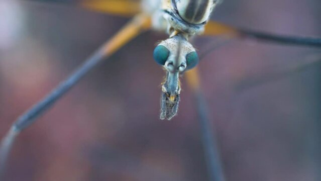 Grandfather-long-legs (Tipula) natural portrait, This monster can serve as model for movie aliens, Alien minded life form (ufology) or creature from repertoire of Hieronymus Bosch or for horror movie