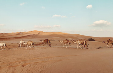 Fototapeta na wymiar Dubai desert, camels