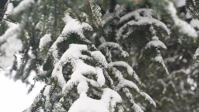 Winter background of snow covered plants trees and branches in the city park on cold day. White snowfall in nature