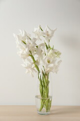 white gladiolus