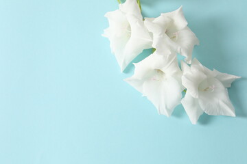 white gladiolus