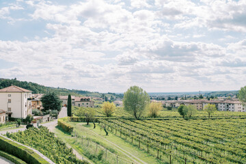 Fototapeta na wymiar Vineyards of the Negrar Valpolicella commune among ancient mansions. Verona, Italy