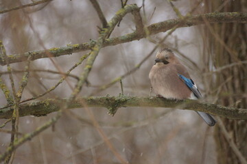 Jay in the forest in winter on a tree branch in the forest. 