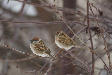 Two sparrows on a tree branch