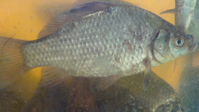 Carps in the disturbance silty water of a fish tank. Fish for sale, live fishes, fishmongery