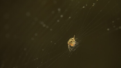 A spider delicately weaves a fine spider web in a close-up macro view, against a neutral dark, abstract background, showcasing intricate artistry.