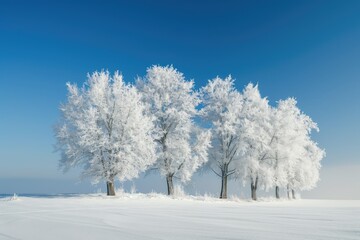 Fototapeta na wymiar Trees covered with hoarfrost. Beautiful winter landscape with snow covered trees