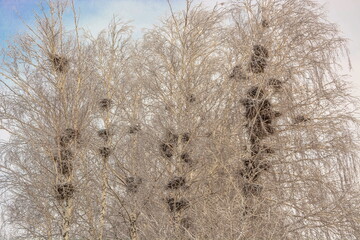 Birds' nests on snow-covered branches