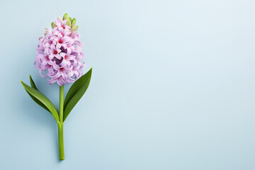 Pink Hyacinth spring flowers on left side of  pastel blue background with blank copy space