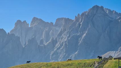 Herd of wild horses grazing on alpine meadow with scenic view of Sextner Rotwand, Sexten Dolomites,...