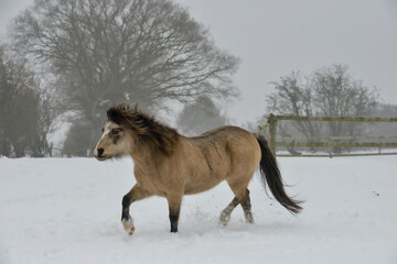 Pretty tan coloured pony, horse trots across a snow covered field on a cold winters day in rural Shropshire.