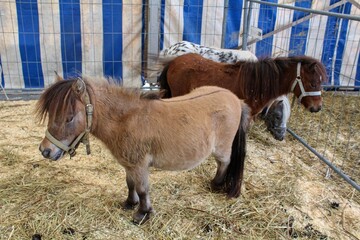 Ponies at an agricultural show