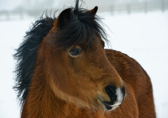 Close up head shot of pretty bay horse standing outdoors on snowy winters day in rural Shropshire.