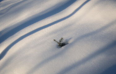 Snow Shadows 5