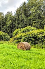 rural landscape in summer with hay bale in the green grass and trees in the background. 