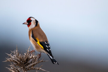 European goldfinch isolated on a thistle. Colorful bird whith red yellow black brown and white colours. Garden birds. Finch family. Carduelis carduelis.