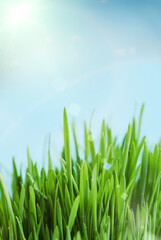 Fresh spring bokeh abstract background