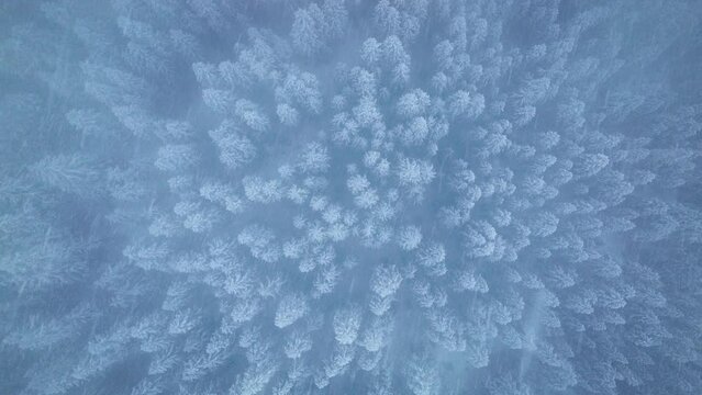Top down aerial through snow cloud. Snowflakes covering beautiful fir forest on winter day. Cold winter landscape. Frozen fir spruce forest in mountain nature background. Snow storm winter landscape