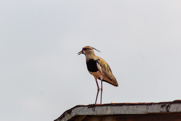 Northern Lapwing (Vanellus vanellus) on the roof