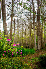 Backyard views of tall forested trees and beautiful flowers - vertical orientation, scene for sitting to admire the forested mountain setting