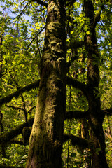 Obraz premium Mossy Tree