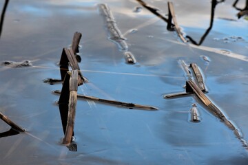 Reflection of reeds in the water of a lake in winter