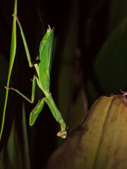 Vigilando al intruso