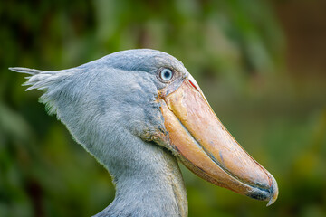 shoebill stork