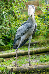 shoebill stork