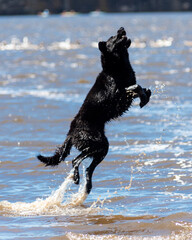 dog playing in the water jumping in the air catching a stick having fun and playing