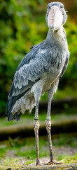 shoebill stork