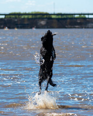 dog playing in the water jumping in the air catching a stick having fun and playing
