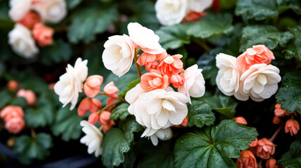 Obraz na płótnie Canvas Begonia, a beautiful indoor plant with unique flowers. A captivating stock photo capturing the botanical elegance and decor potential of this stunning plant