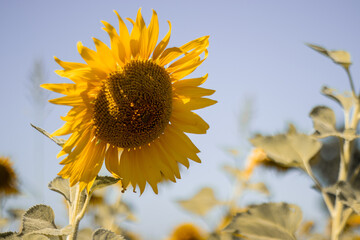 Hello, I,m Sunflower.