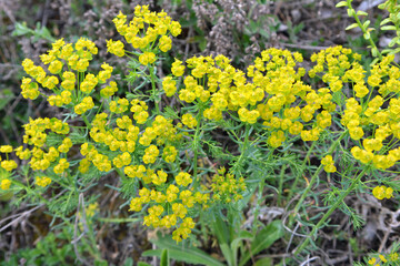 In spring, Euphorbia cyparissias blooms among herbs