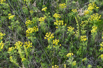 In spring, Euphorbia cyparissias blooms among herbs