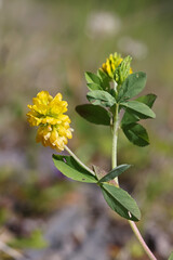 Large Hop Trefoil, Trifolium aureum, also known as Golden clover or Large hop clover, wild flower from Finland