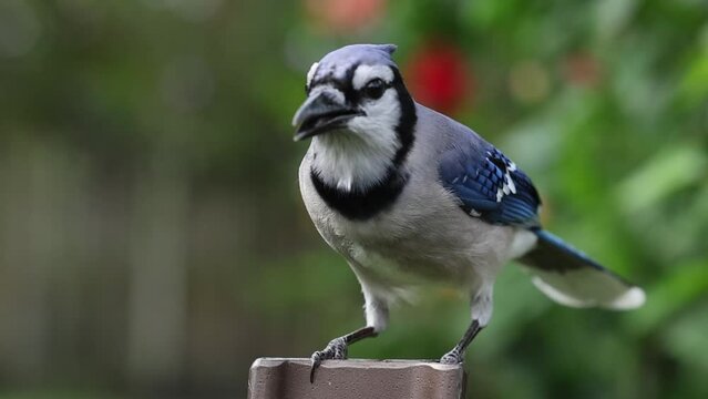 Incredible Slow-Mo: Blue Jay Assertively Kicking Competitor off the Platform