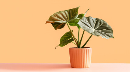 Indoor elegance with Calathea plant in a clay pot. A captivating stock photo showcasing the beauty of lush foliage as stylish home decor.