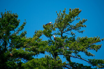 Bald Eagles Talking