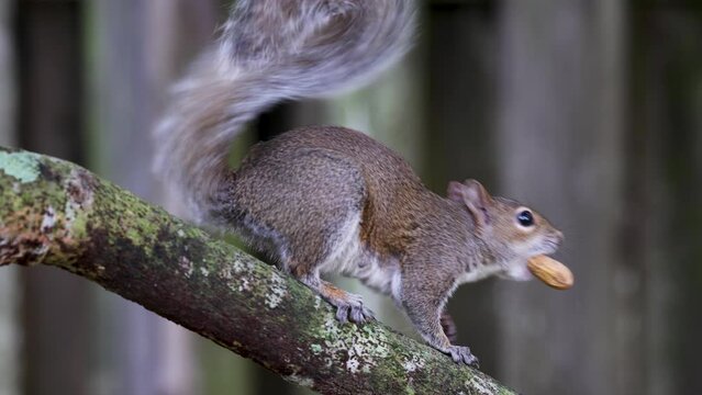 Cute Young Squirrel Eating Peanut and Jumping Away