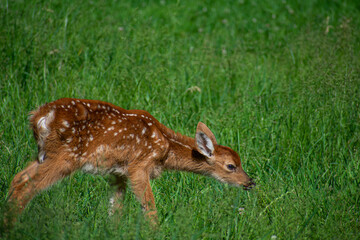 An Eating Fawn