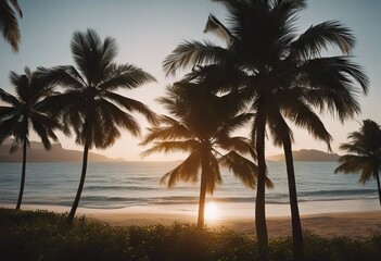 Fototapeta na wymiar Tropical Beach Palm tree stock videoBeach Backgrounds Tropical Climate Palm Tree
