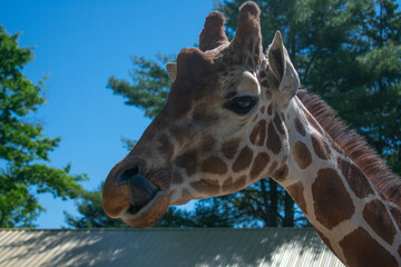 Up close with a giraffe