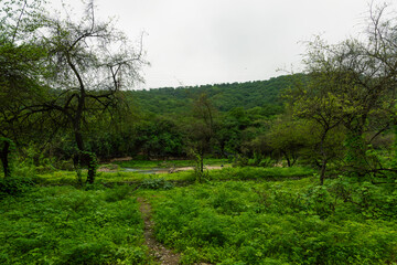 autumn season in Salalah, Oman. which is start from June to mid-September.